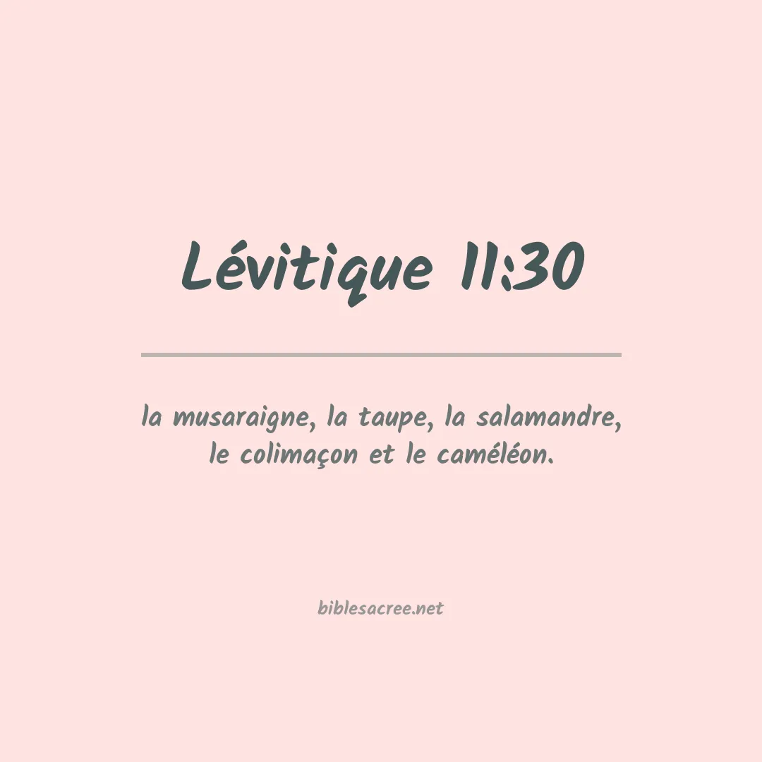Lévitique - 11:30